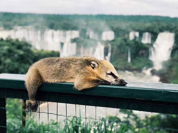 CATARATAS COATI2