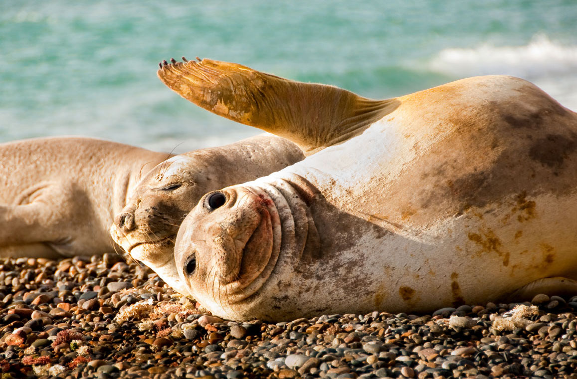 Puerto Madryn lobito
