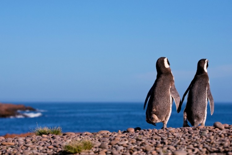 puerto madryn pinguinos